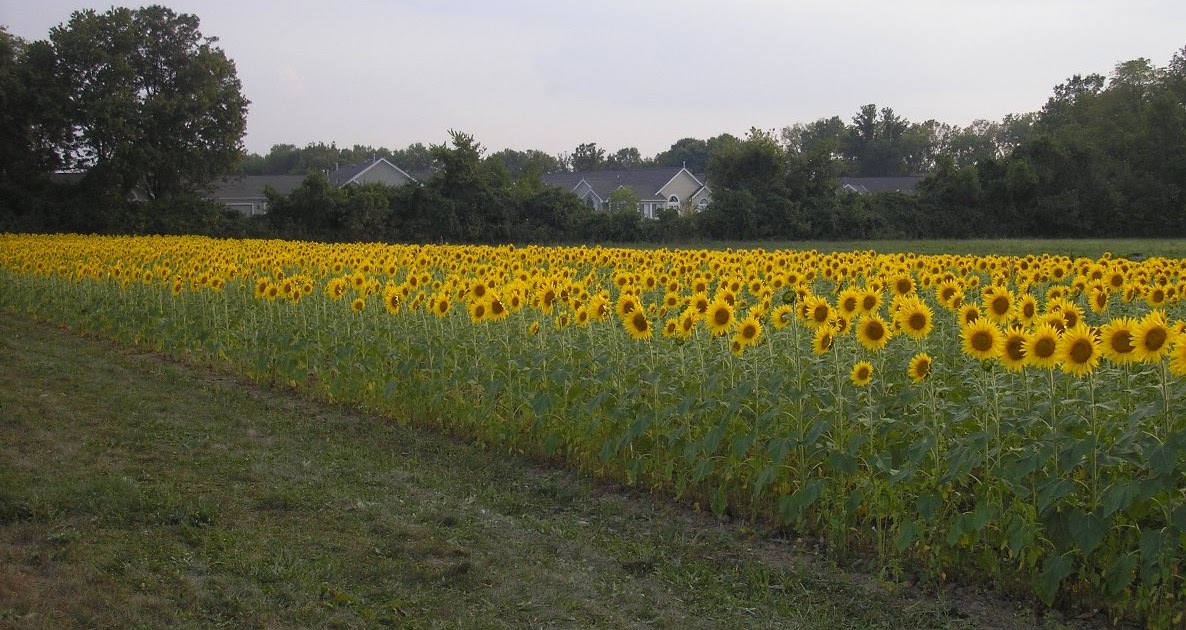 LIBERTY HOMESTEAD SUNFLOWER FIELDS . . . FOREVER