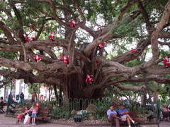 Figueira da Praça XV de Novembro