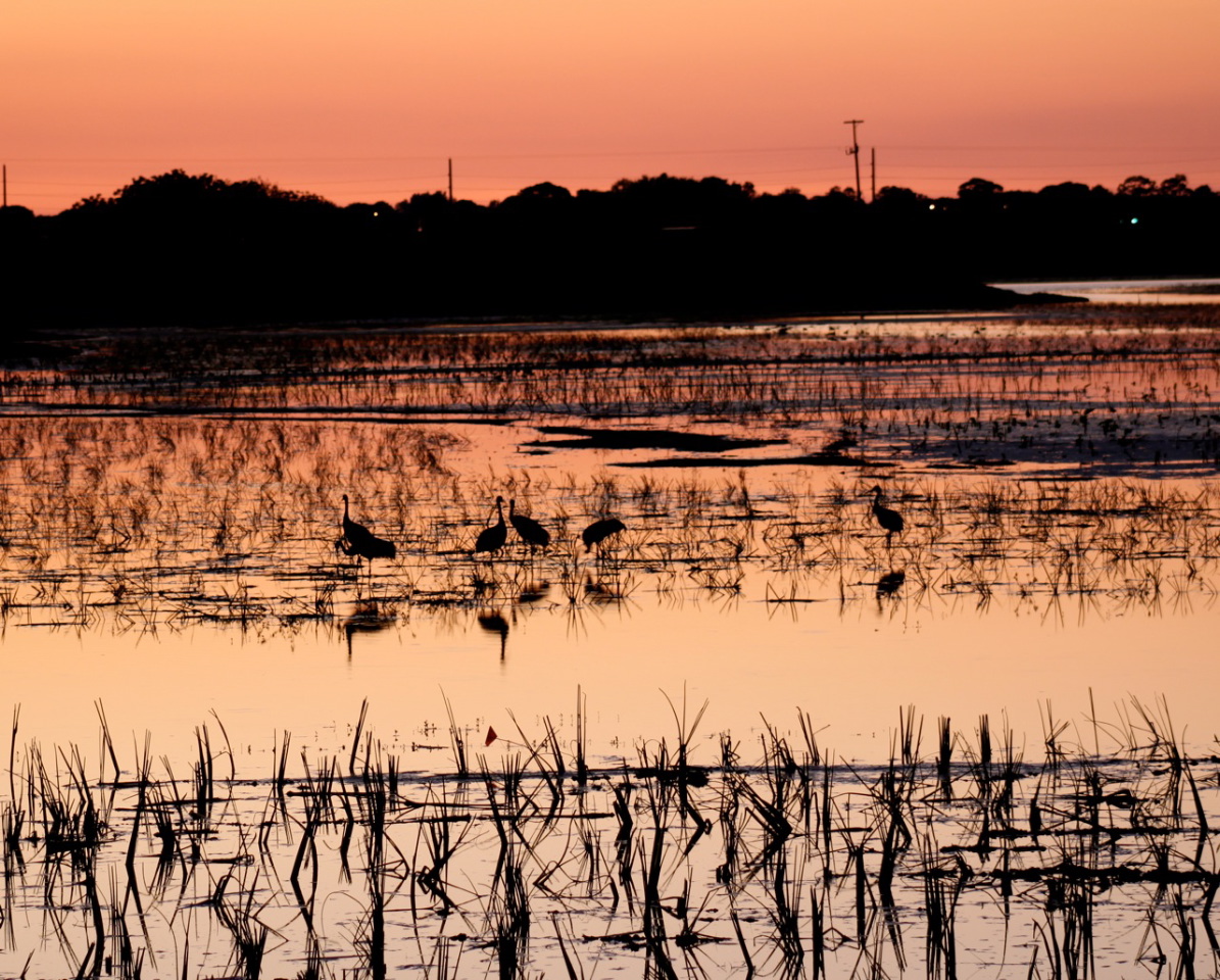 Sarasota Daily Photo Celery Fields