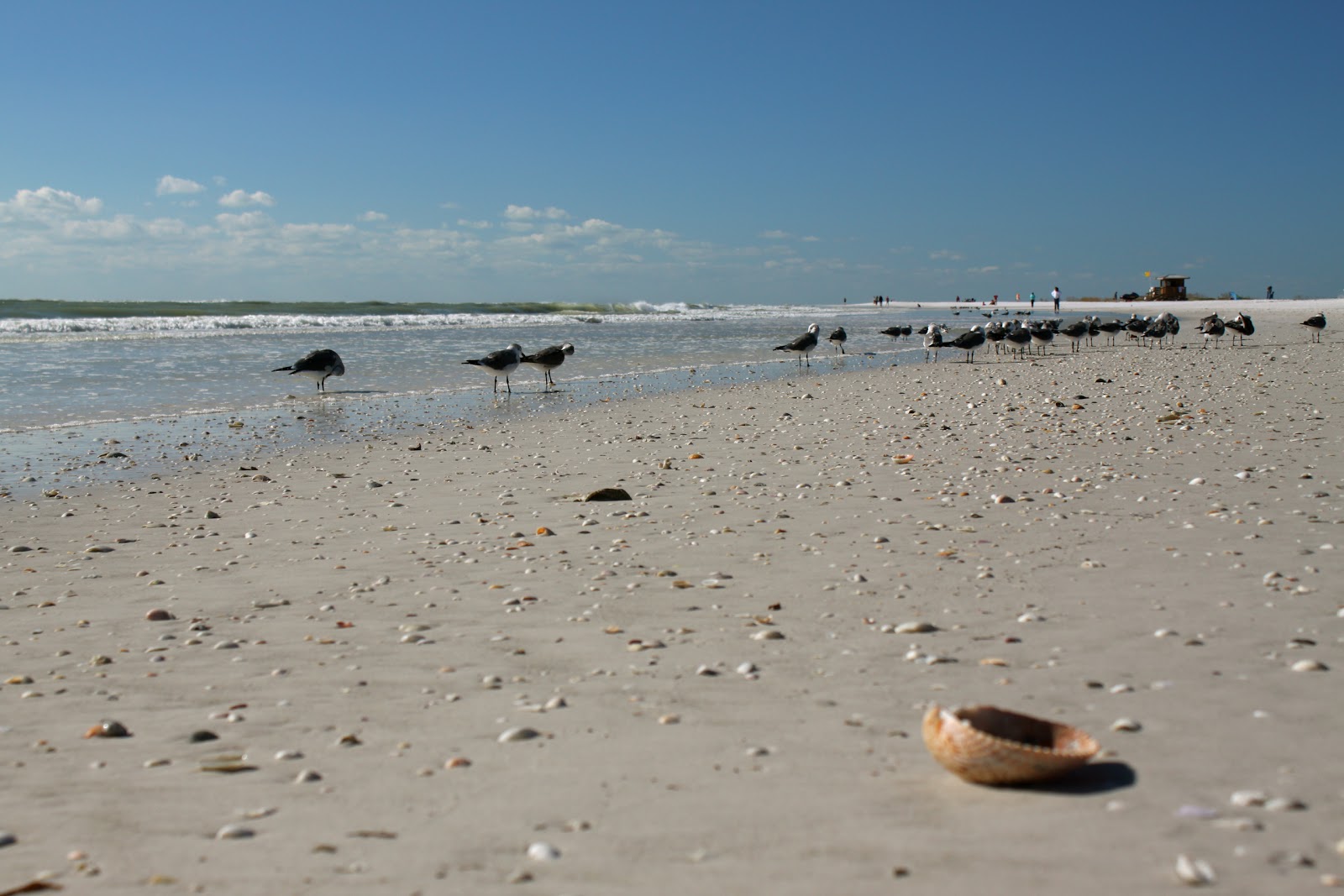 a florida beach