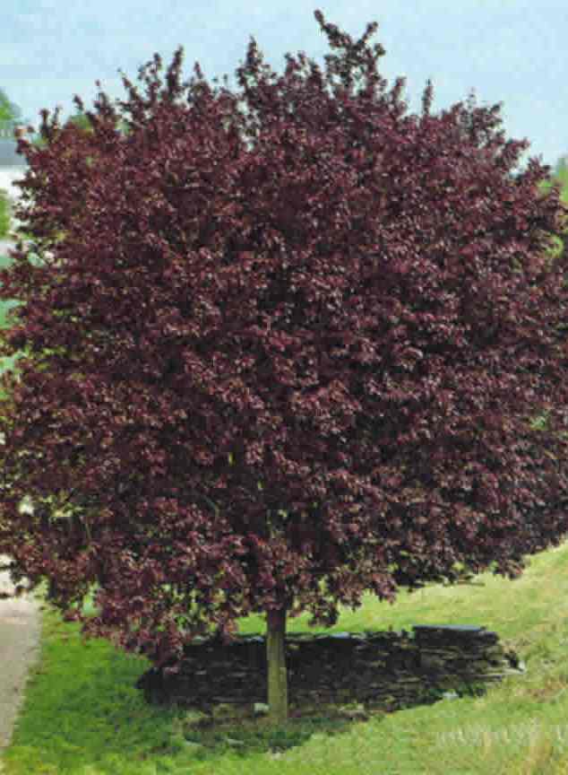 Prunus Cerasifera Atropurpurea