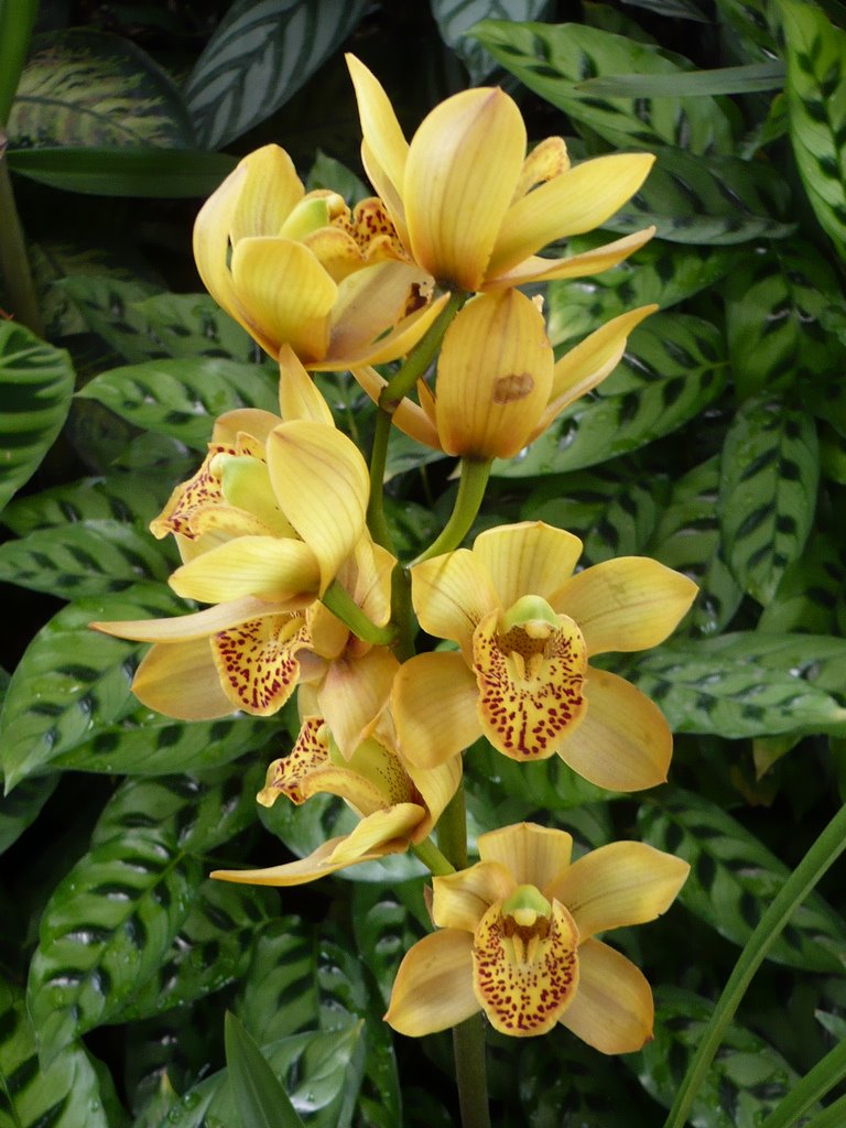  زهور استوائيه جميله من كلومبيا  Orquidea