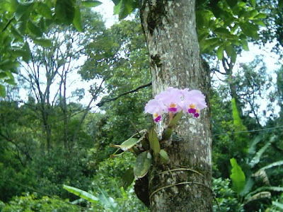 Variedades De Orquideas
