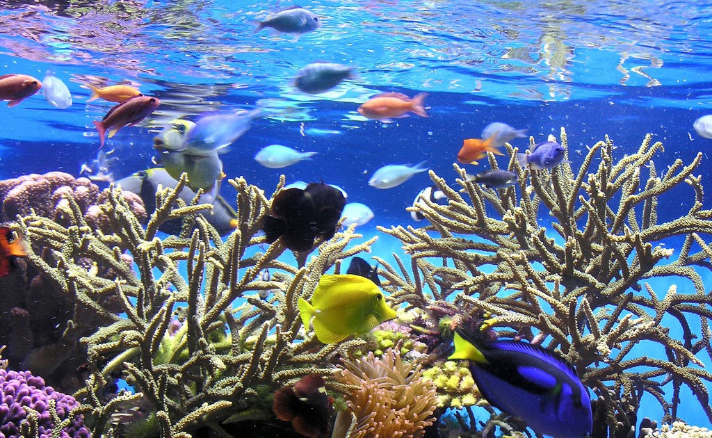 New Aquariumist Freshwater vs. Saltwater