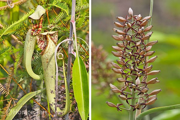 RAFFLES PITCHER PLANT Nepenthes Rafflesiana 5 Seeds 