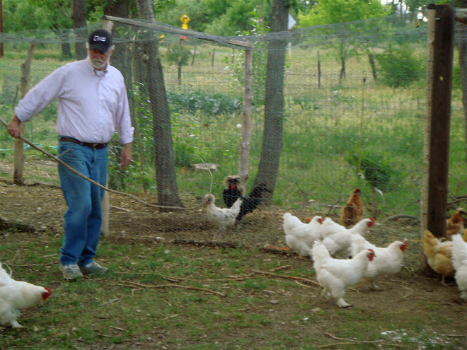 Brantly the chicken herder