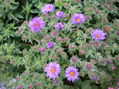Asters starting to bloom!