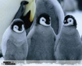 Penguin Cuties!