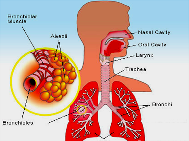 asthma allergy and air tubes Asthma is a disease of the airways, the small tubes which carry air in and out of the lungs when exposed to certain asthma triggers (such as cold air. asthma allergy and air tubes Asthma is a disease of the airways, the small tubes which carry air in and out of the lungs when exposed to certain asthma triggers (such as cold air.