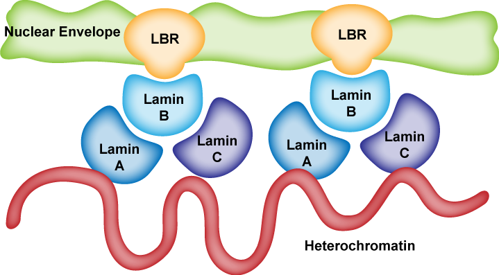 Poor Hungry And Drowsy More About The Nucleus Matrix Envelope Pores Lamins