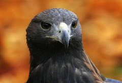 ¿Cuantos chilenos saben que tenemos hermosas aguilas ?