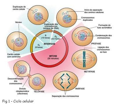 Ciclo celular: definição, fases e controle - Brasil Escola