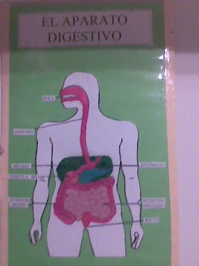 <em>Aparato digestivo</em>
