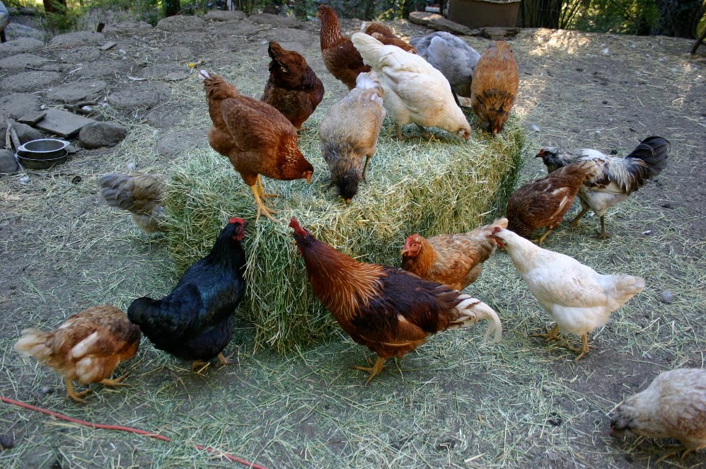 Seedyeggs Alfalfa, to Nourish and Entertain your Chickens