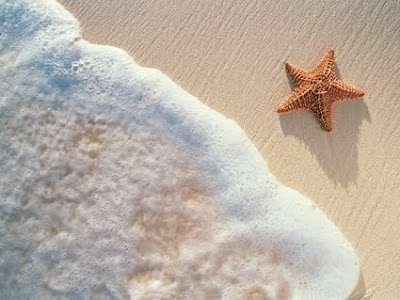 estrella de mar. estrella de mar.