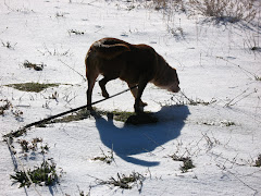 Tehachapi 12-2008