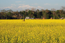 Field of dreams