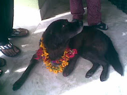 Kukur Tihar