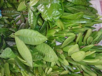 Yenibahar (pimenta)