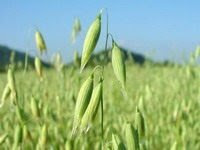 Yulaf SAMANI (Avenae stramentum)