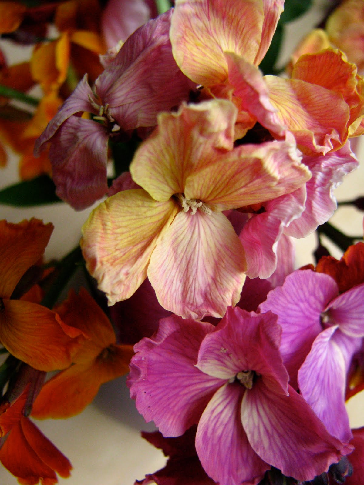 USEFUL or BEAUTIFUL The wallflower