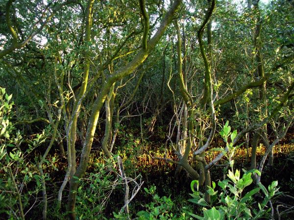 [mangrove+copy.jpg]