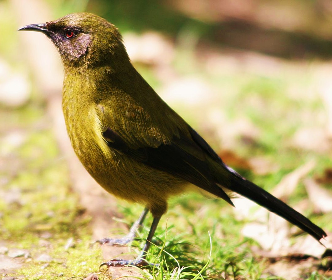 New Zealand Bellbird