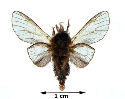 So if you see bagworms on one So if you see bagworms on one