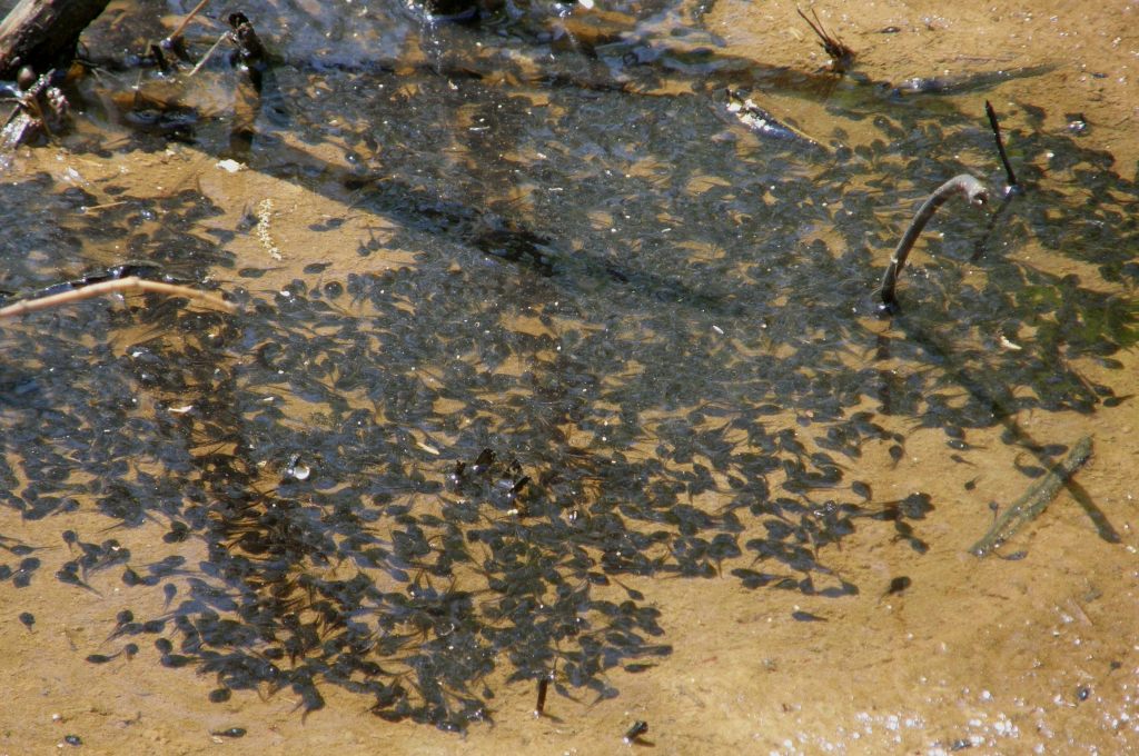 Blue Ridge Discovery Center blog The enigmatic life & death of toad