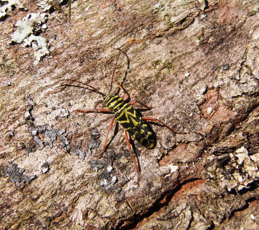 Locust Borer Beetle | Hearth.com Forums Home