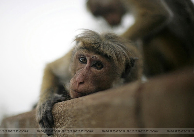 monkey