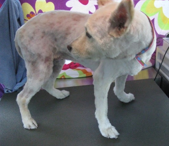 Shaving Cat Help With Fleas Shaving Cat Help With Fleas
