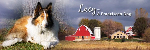 Lacy, A Franciscan Dog