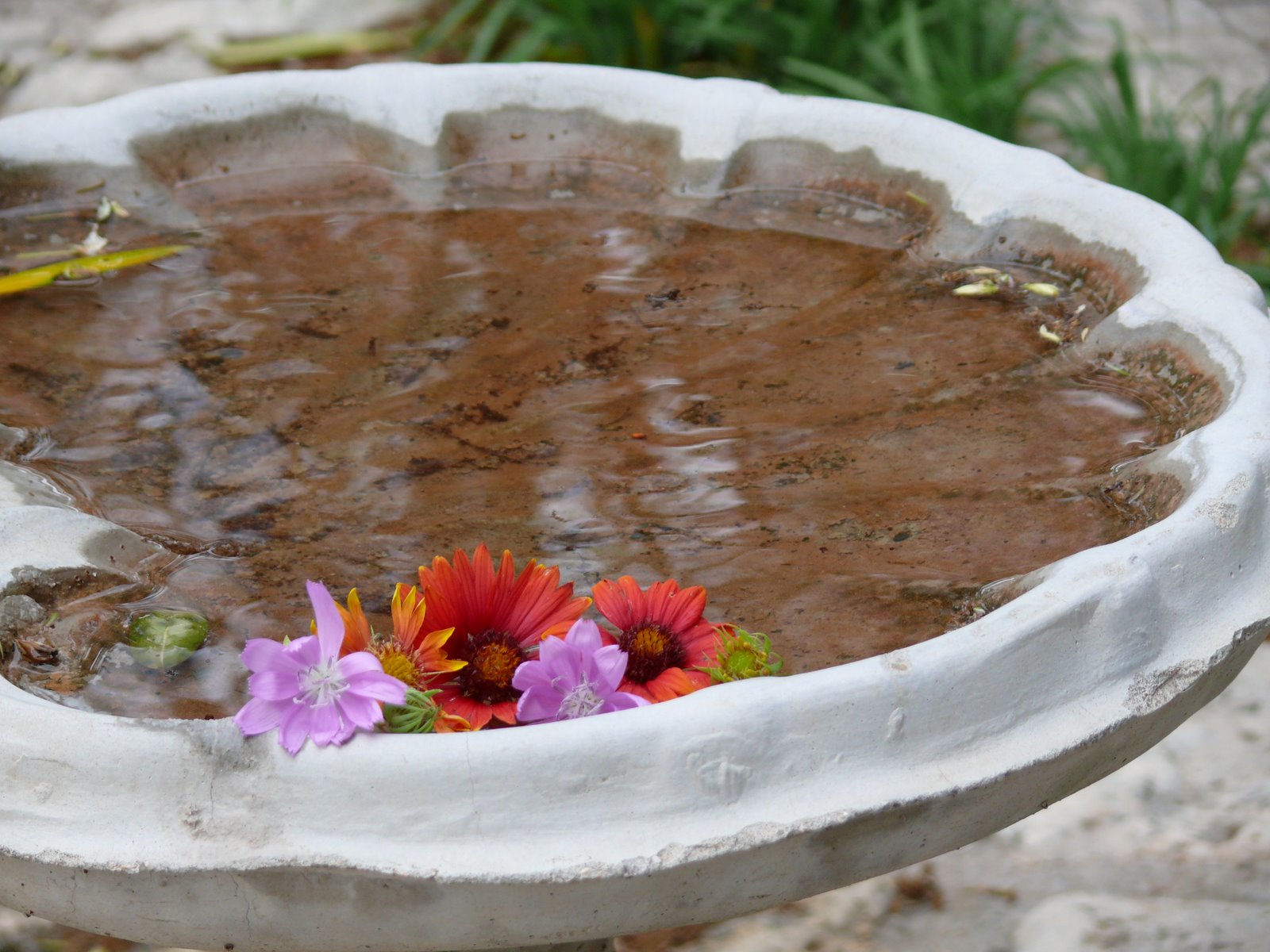 [Flowers+in+Bird+Bath.JPG]