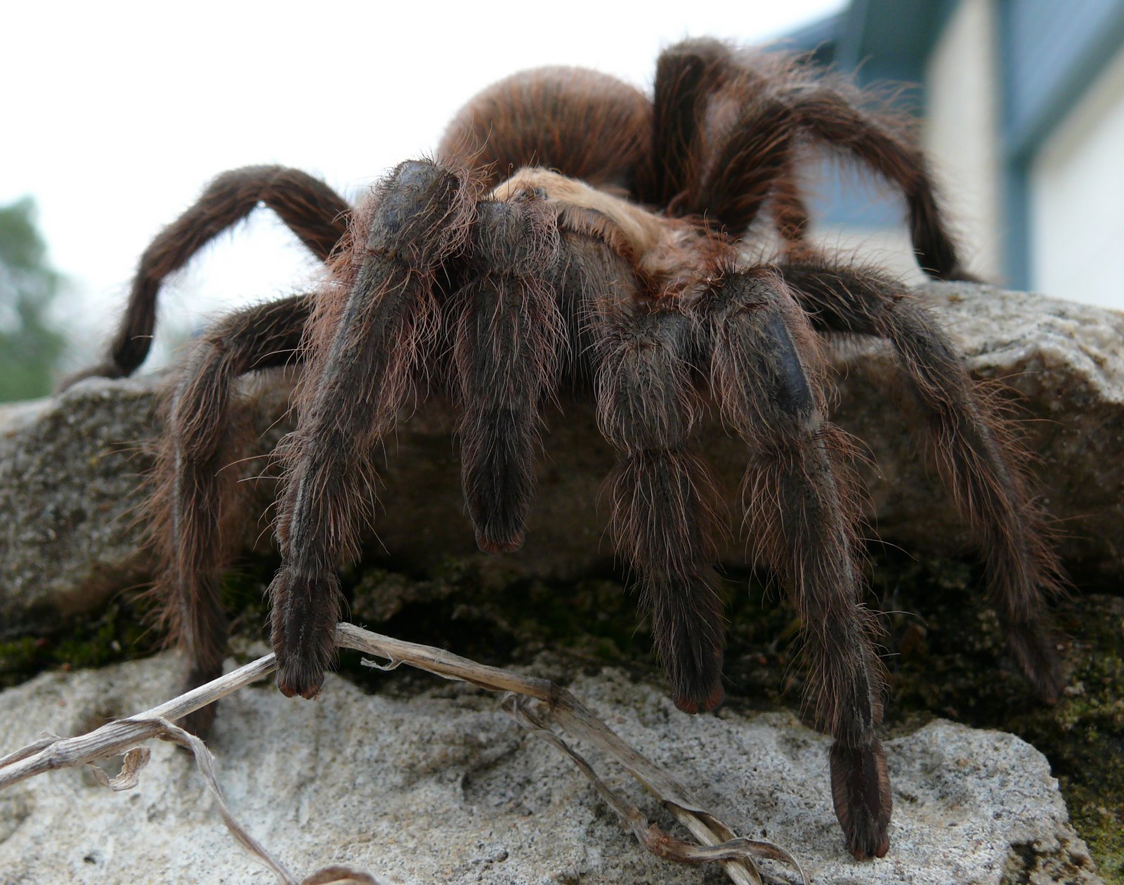 [Tarantula+Going+Down.JPG]