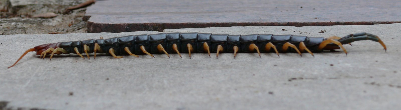 [Centipede+Side.JPG]