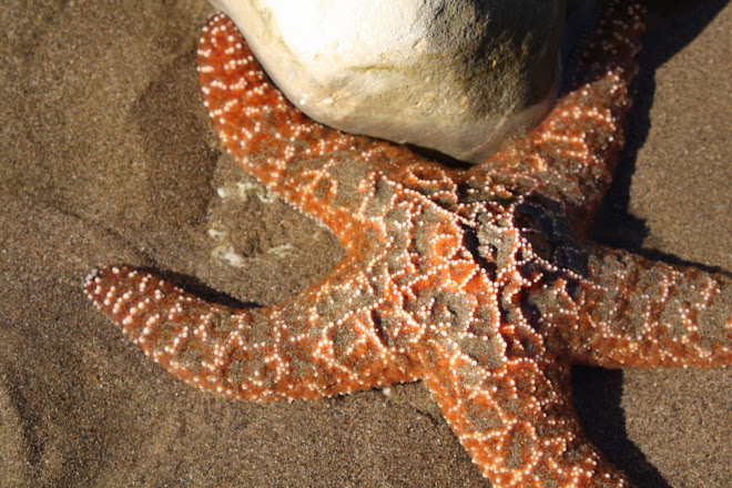 Starfish at the Tidepools