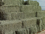 Bermuda Grass Hay