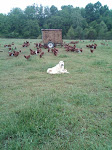 Polyface Grass-fed Laying Hens