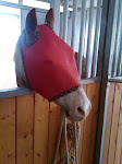 "Country" sporting her new fly mask