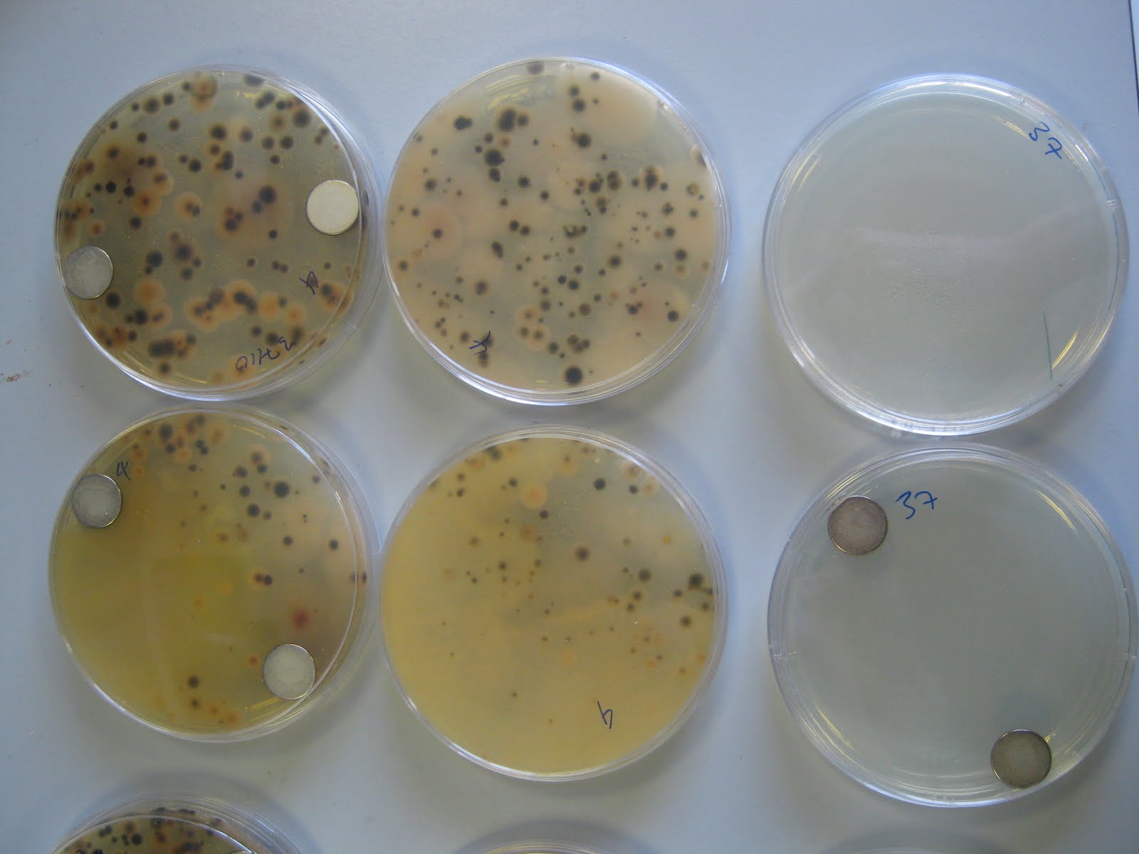 PPT Bacteriological Examination of water, milk and air PowerPoint