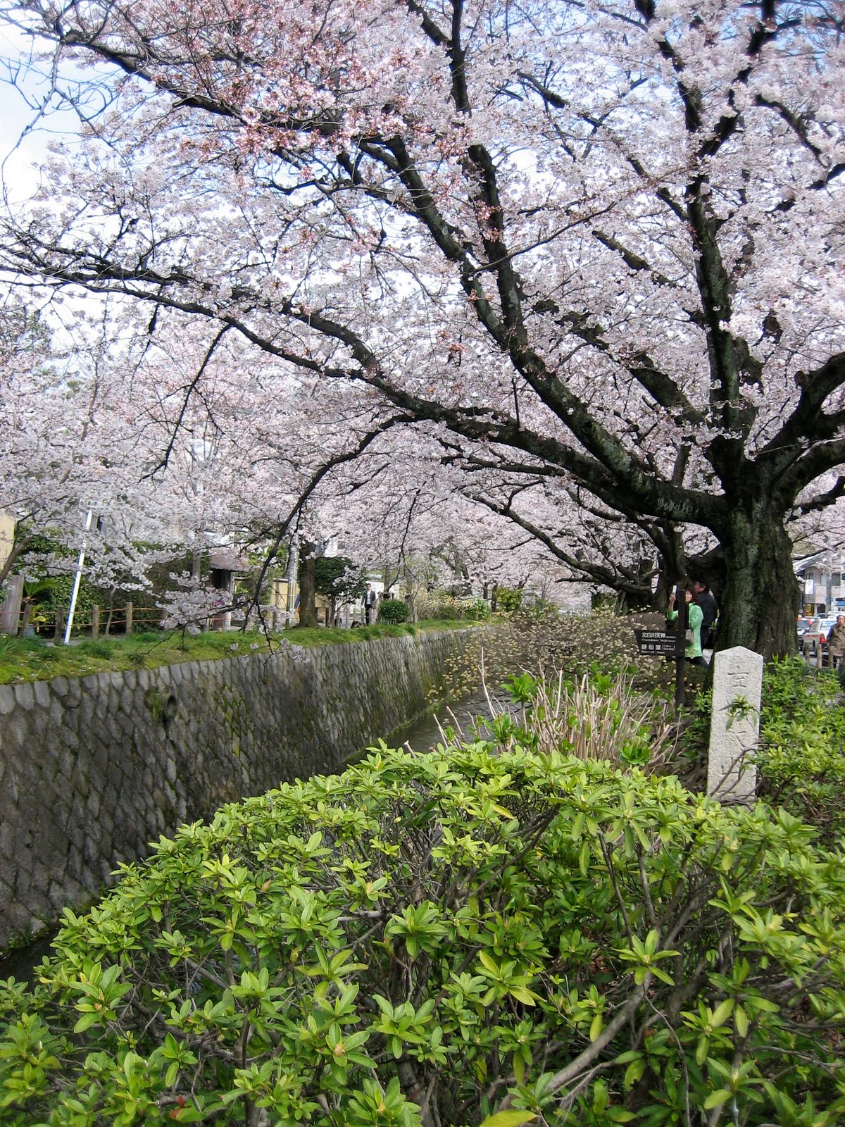 naraimasu: SAKURA