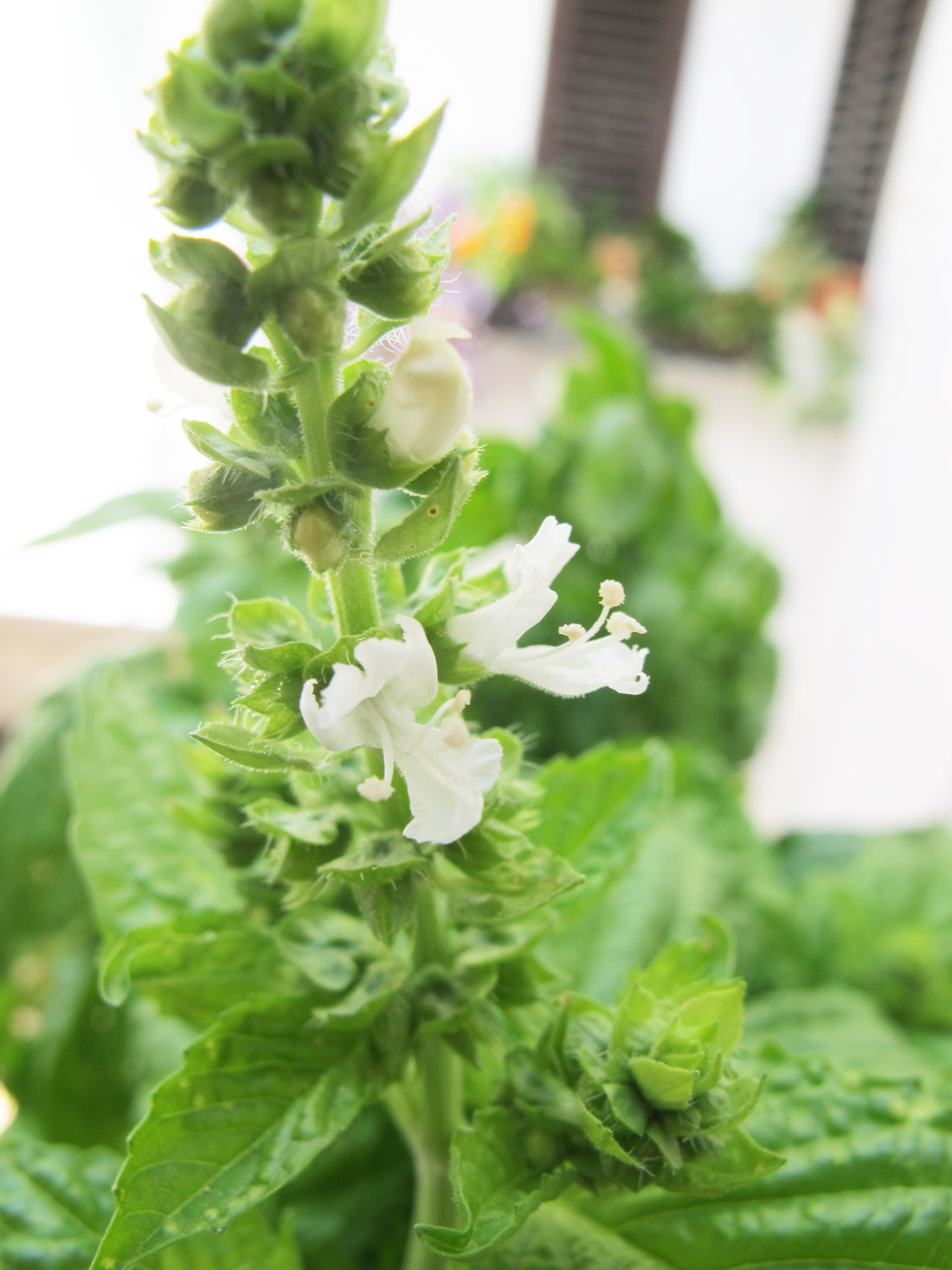 Katrinshine Flowering basil