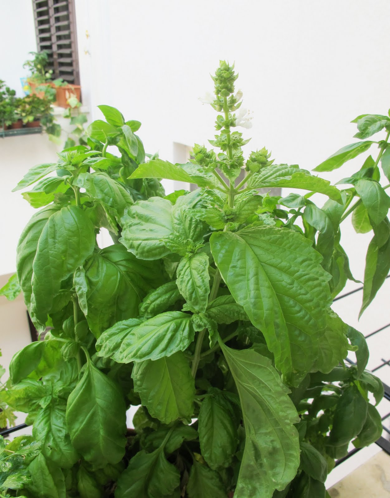 Katrinshine Flowering basil