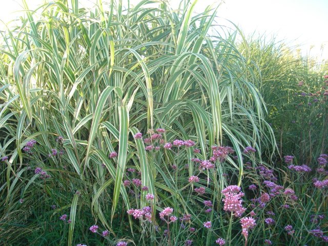 [DSC00623.JPG]
