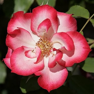 web rose
