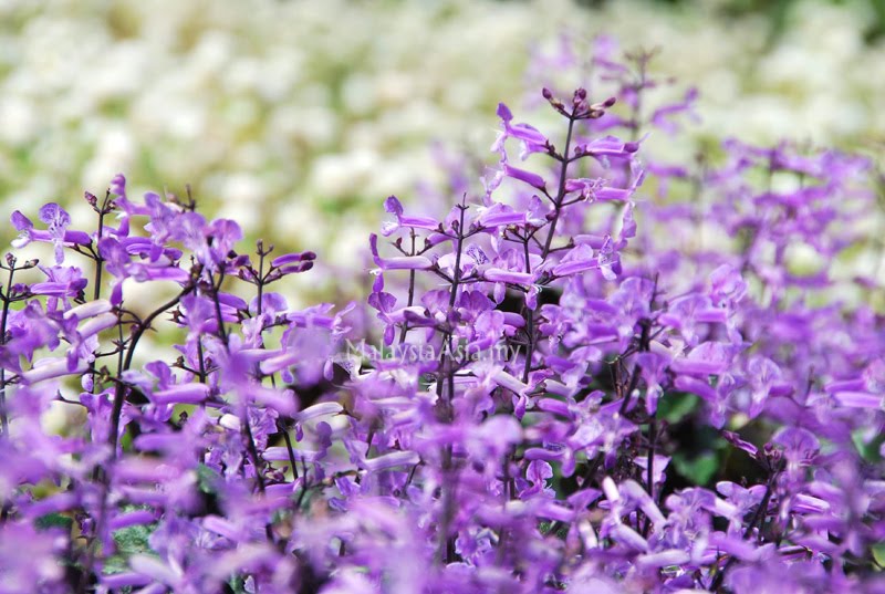 Lavender Malaysia