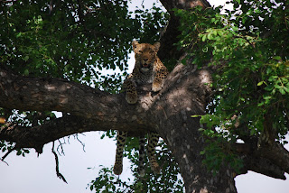 Leopard in a tree