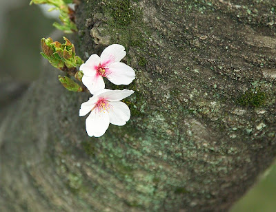 cherry tree bark. weeping cherry tree leaves.