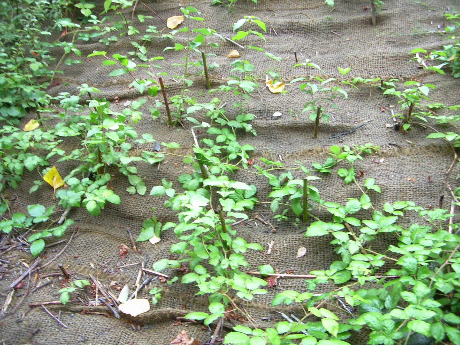 [DSCN4099.JPG]